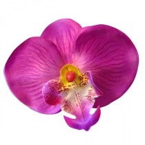 Stickers Fleur d'Orchidée