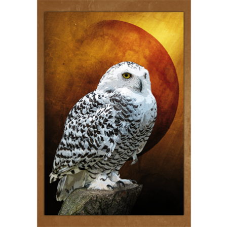 Stickers Owl