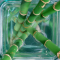 Magnet zen bambous dans bocal