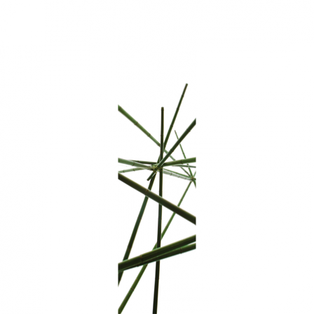 Lé zen bambous