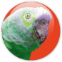 badge pop art perroquet sur fond orange