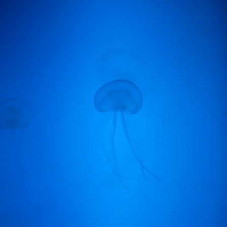 stickers interrupteur la meduse
