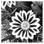Tableau Photo Fleur en noir et blanc