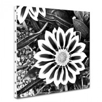 Tableau Photo Fleur en noir et blanc