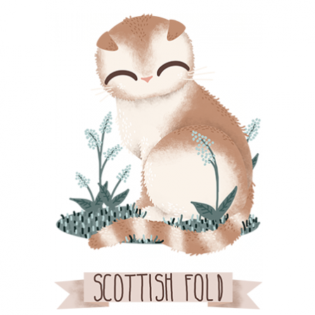 Stickers Chats de Race - Scottish Fold