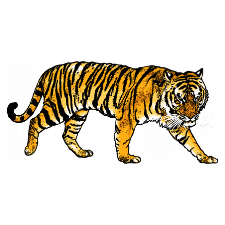 Stickers tigre du bengale