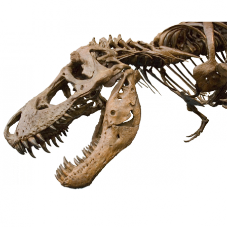 Stickers os de dinosaure