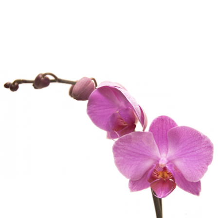 Stickers orchidée