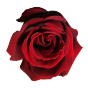 Stickers rose rouge