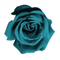 Stickers rose turquoise