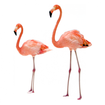 Stickers flamants roses 1