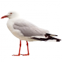 Stickers mouette