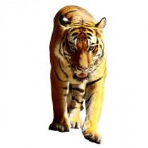 Stickers tigre 1