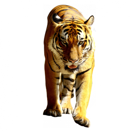 Stickers tigre 1
