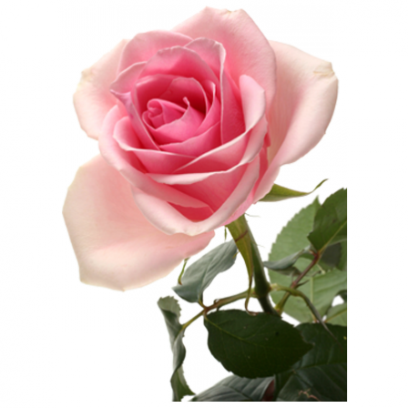 Stickers rose rose