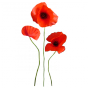 Stickers muraux fleur Coquelicot 3