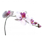 Stickers Orchidée blanc et rose