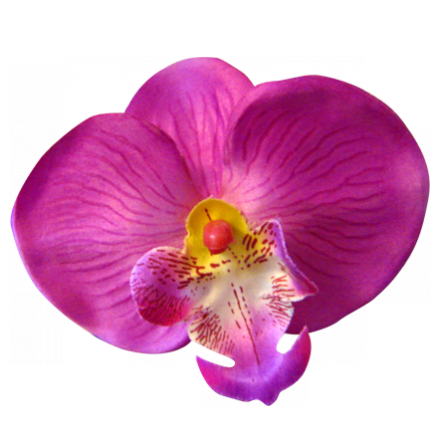 Stickers Fleur d'Orchidée
