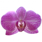 Stickers Orchidée violette