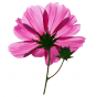 Stickers Petite fleur